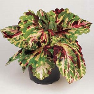 Колеус Coleus Kong Mosaic